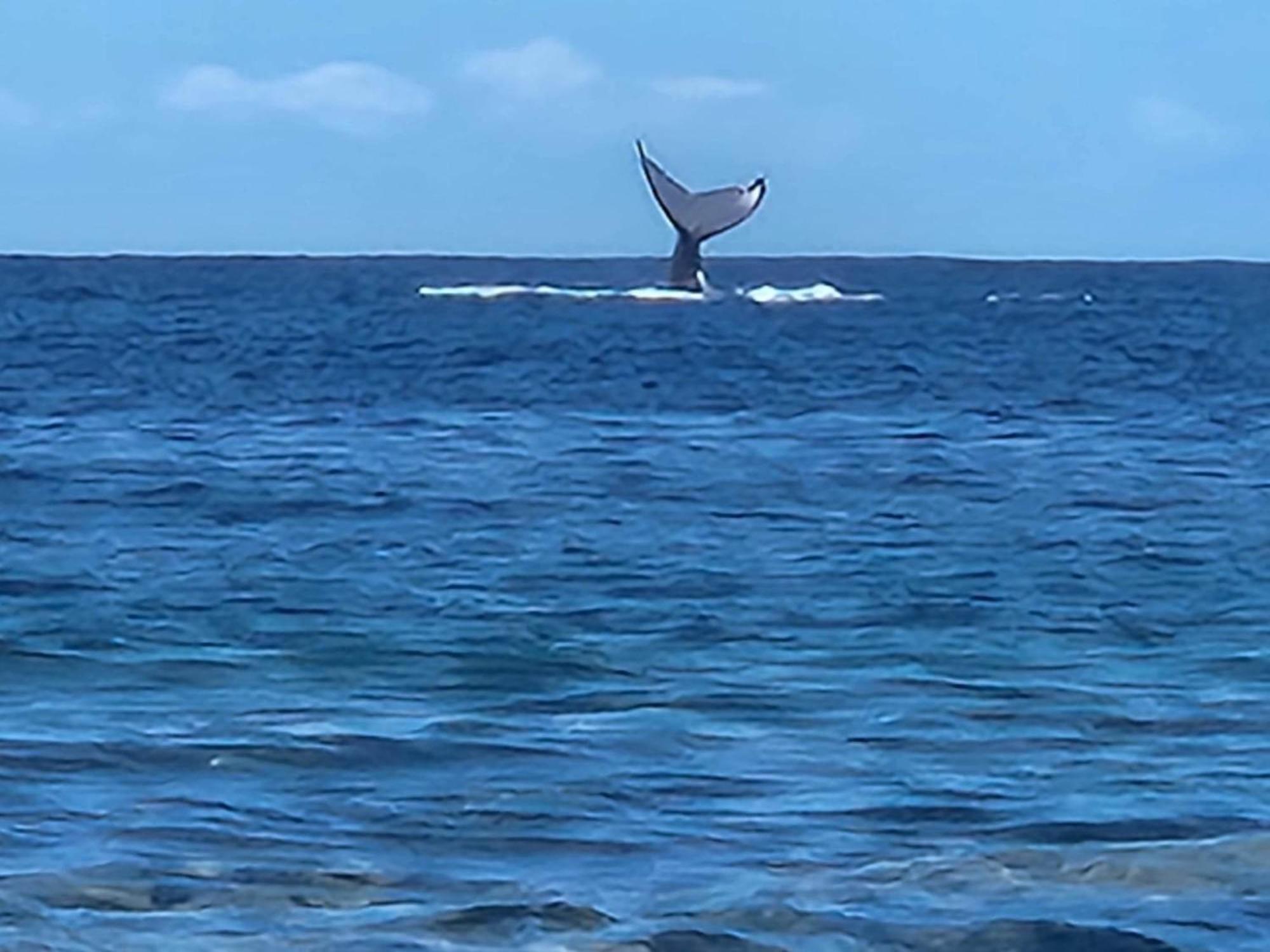 Moorea Temae Bungalow Lory Bord De Mer 외부 사진